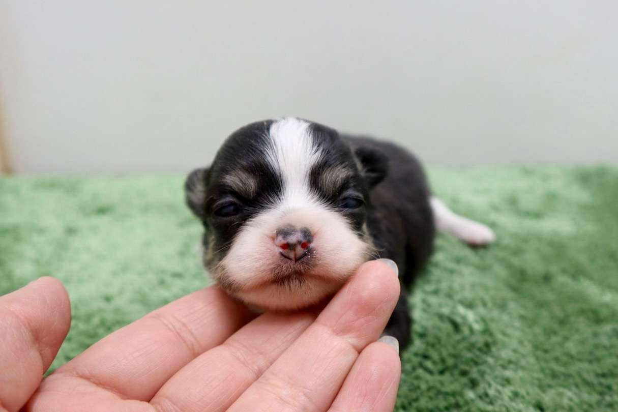 ♀ロングコートチワワ　¥253,000円（税込）