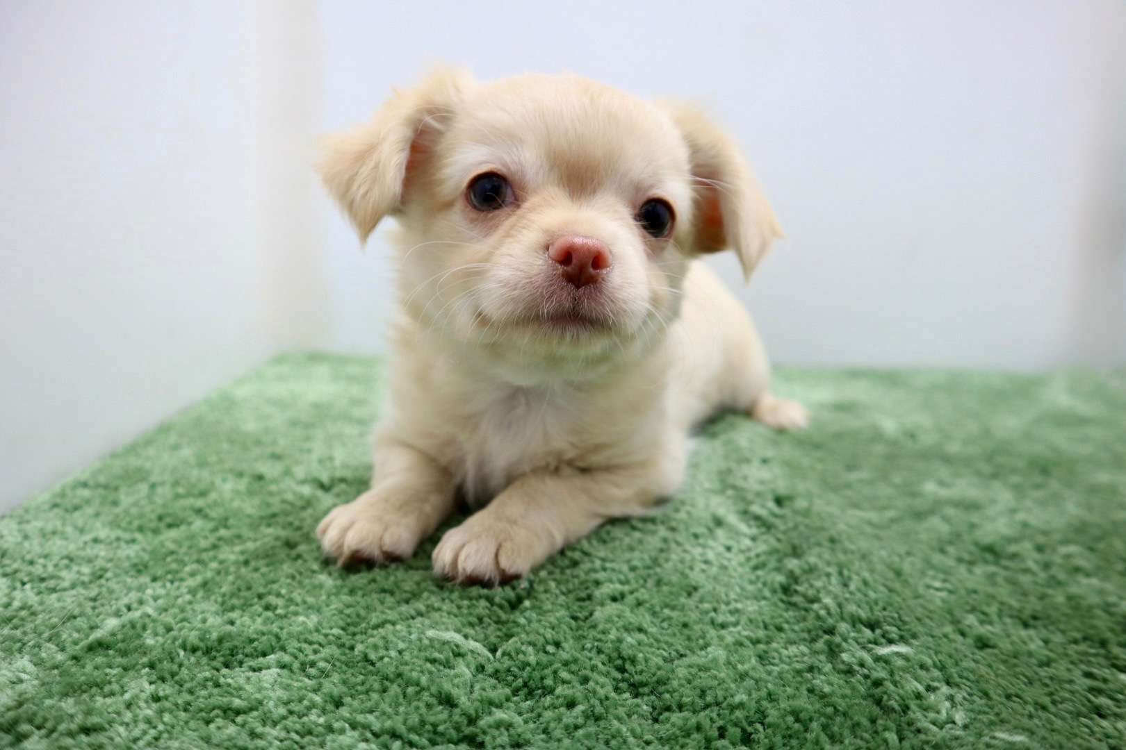 ♂ロングコートチワワ　¥110,000円（税込）