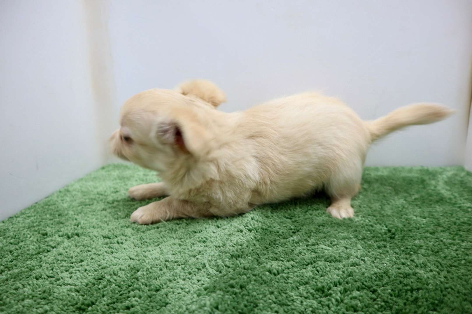 ♂ロングコートチワワ　¥110,000円（税込）