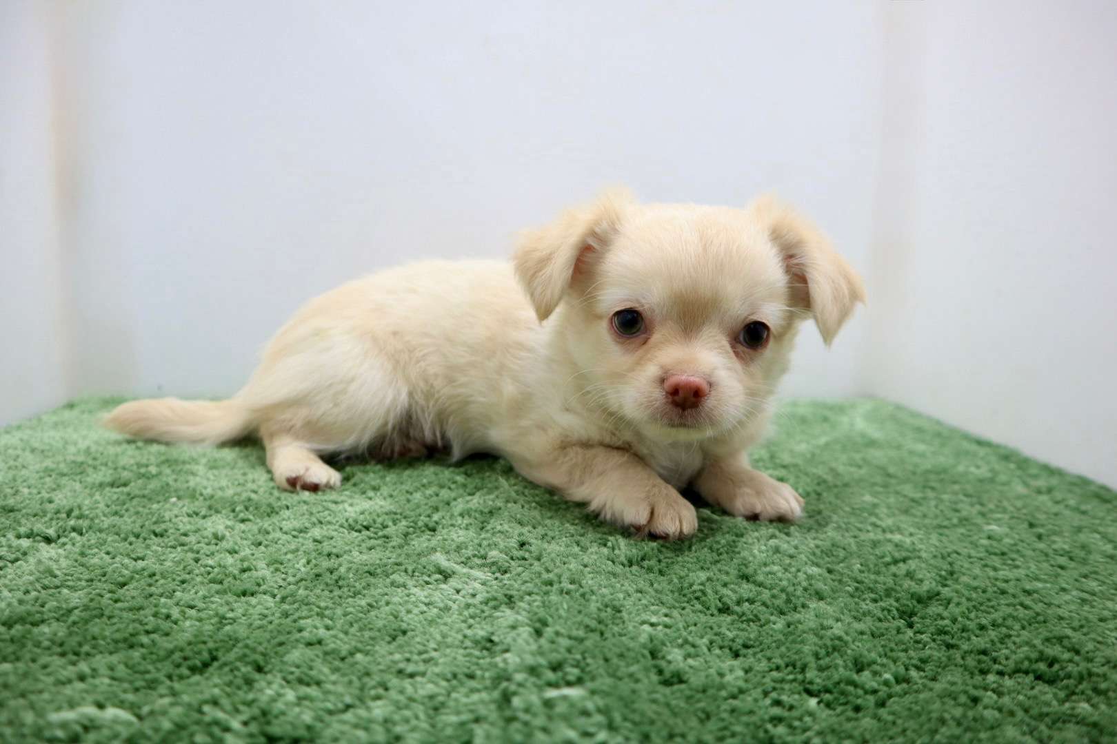 ♂ロングコートチワワ　¥110,000円（税込）