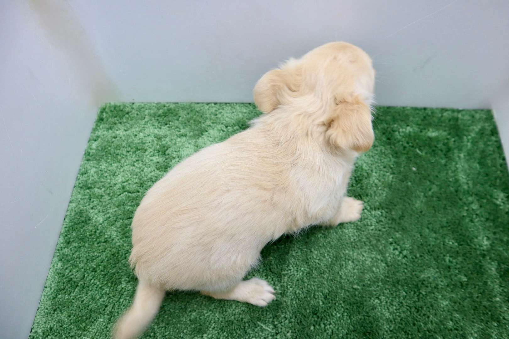 ♂ロングコートチワワ　¥110,000円（税込）