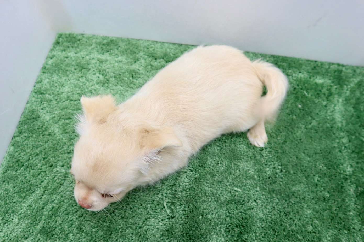 ♂ロングコートチワワ　¥110,000円（税込）