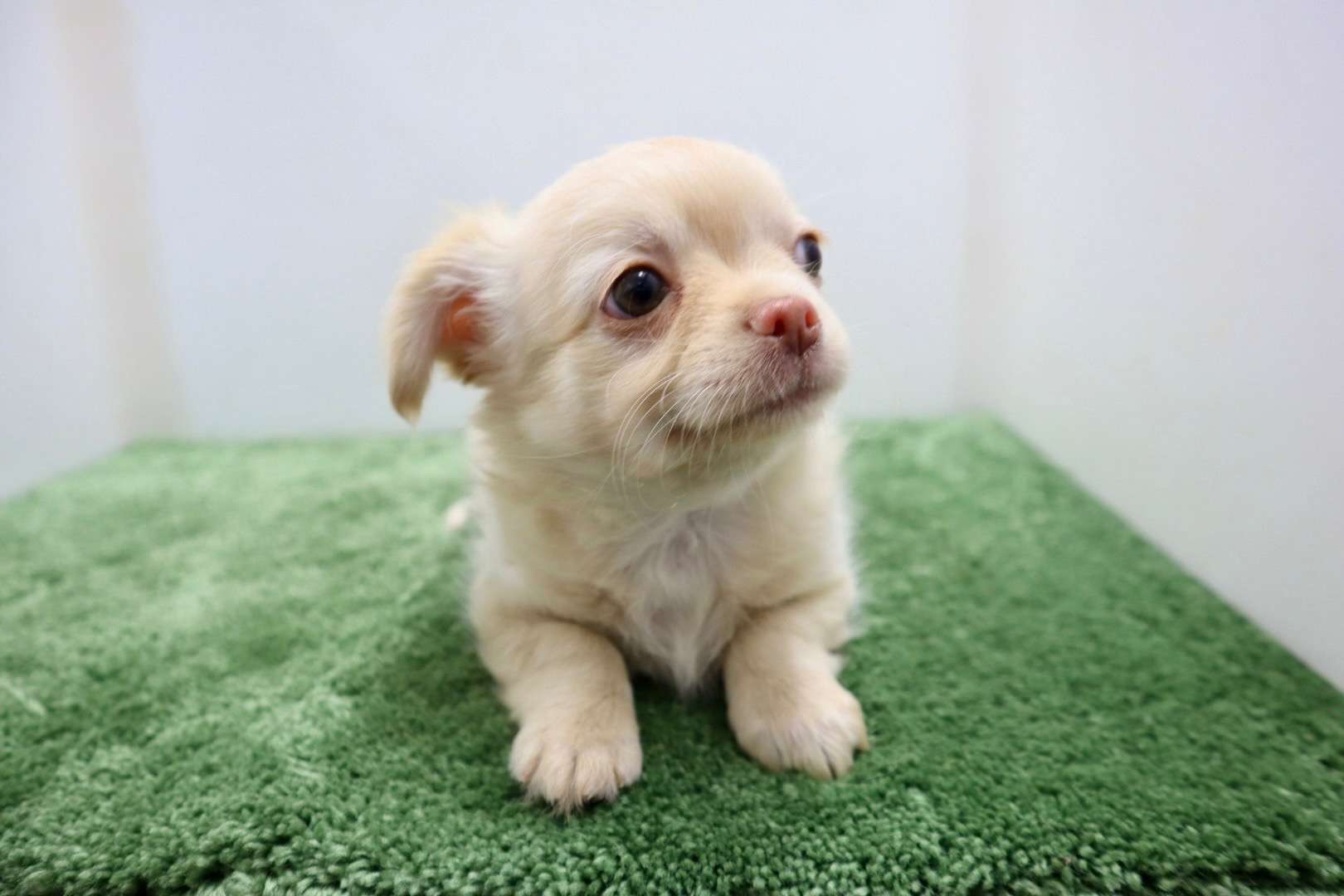 ♂ロングコートチワワ　¥110,000円（税込）