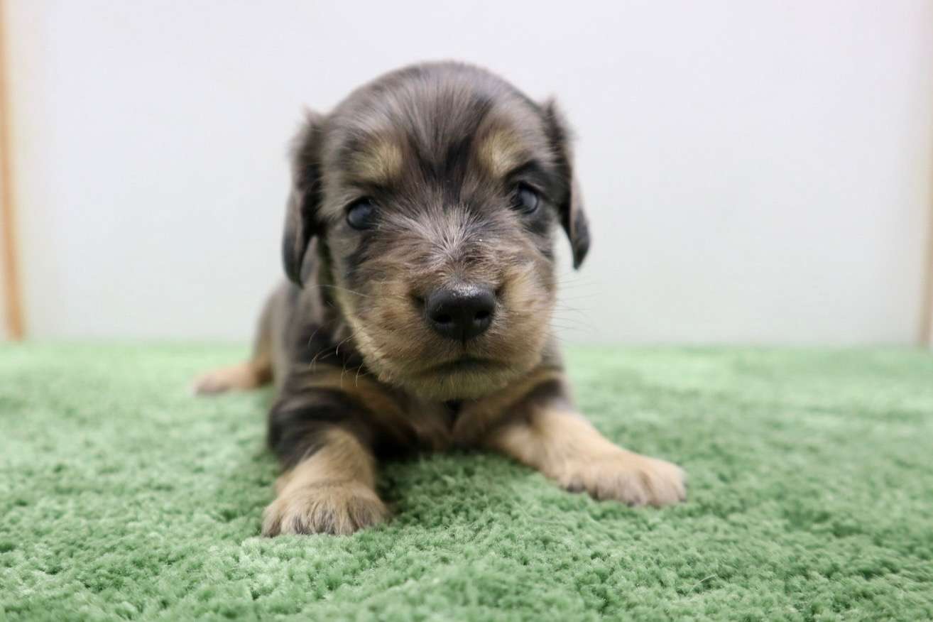 ♂ミニチュアダックスフンド 　¥253,000円（税込）