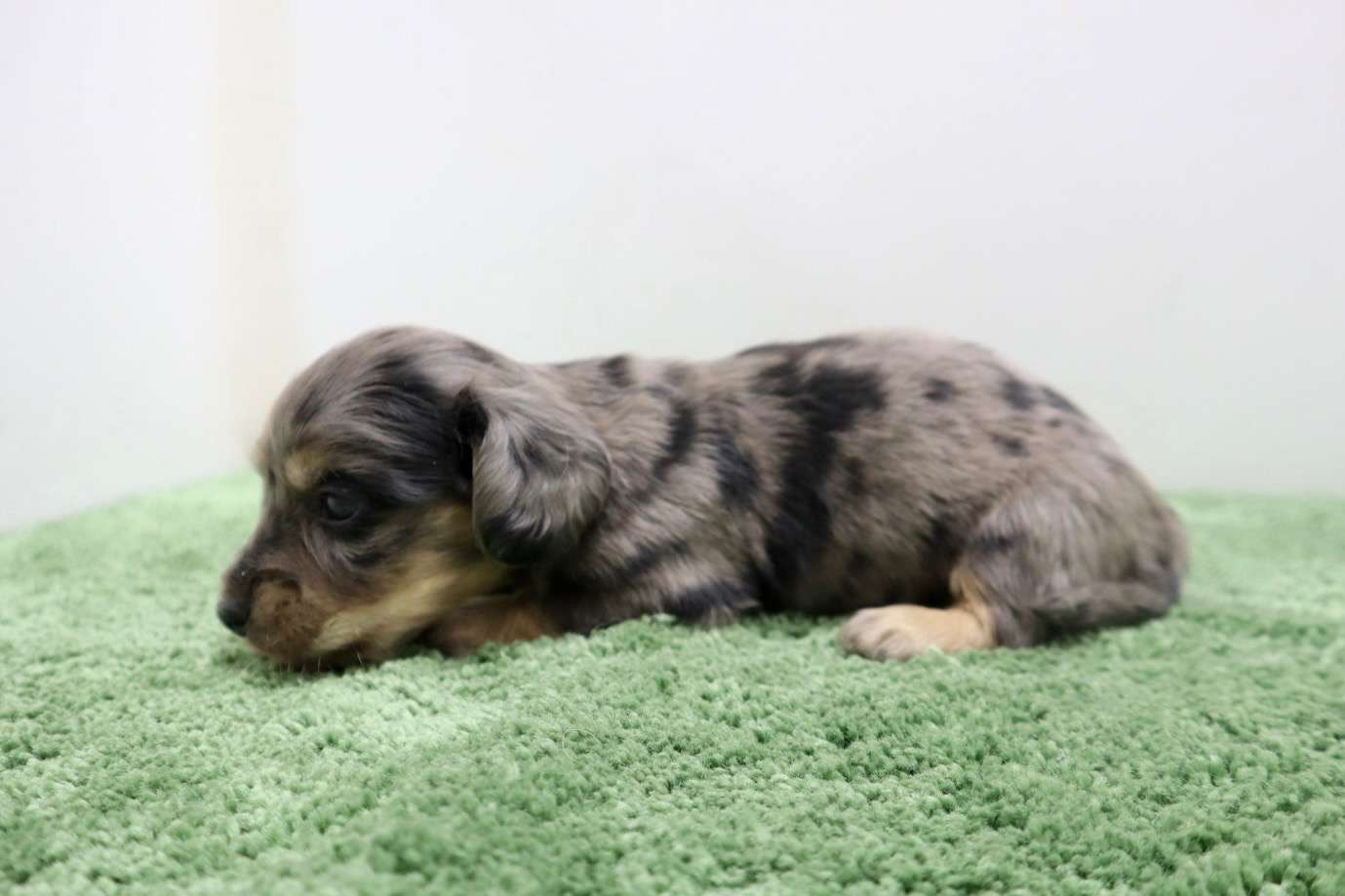 ♂ミニチュアダックスフンド 　¥253,000円（税込）