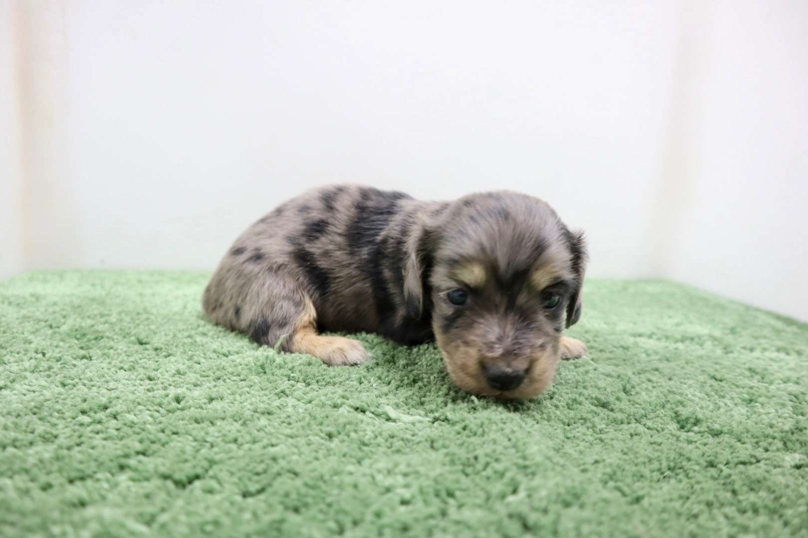 ♂ミニチュアダックスフンド 　¥253,000円（税込）