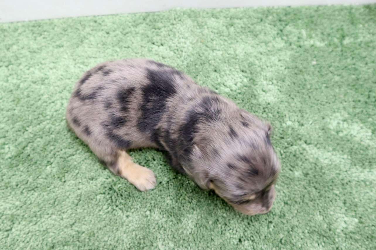 ♂ミニチュアダックスフンド 　¥253,000円（税込）