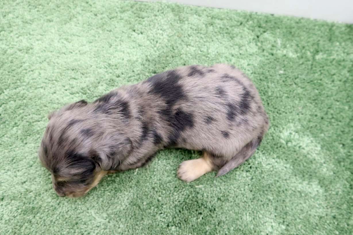 ♂ミニチュアダックスフンド 　¥253,000円（税込）