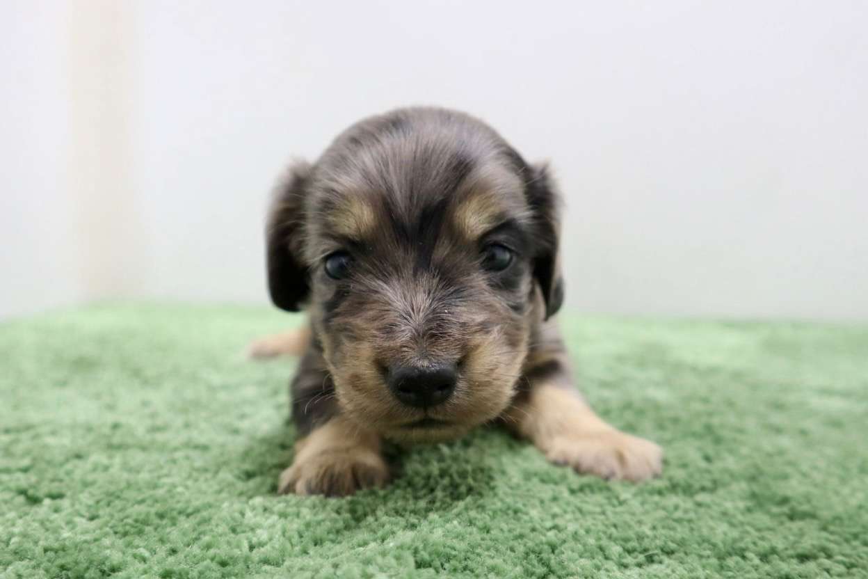 ♂ミニチュアダックスフンド 　¥253,000円（税込）