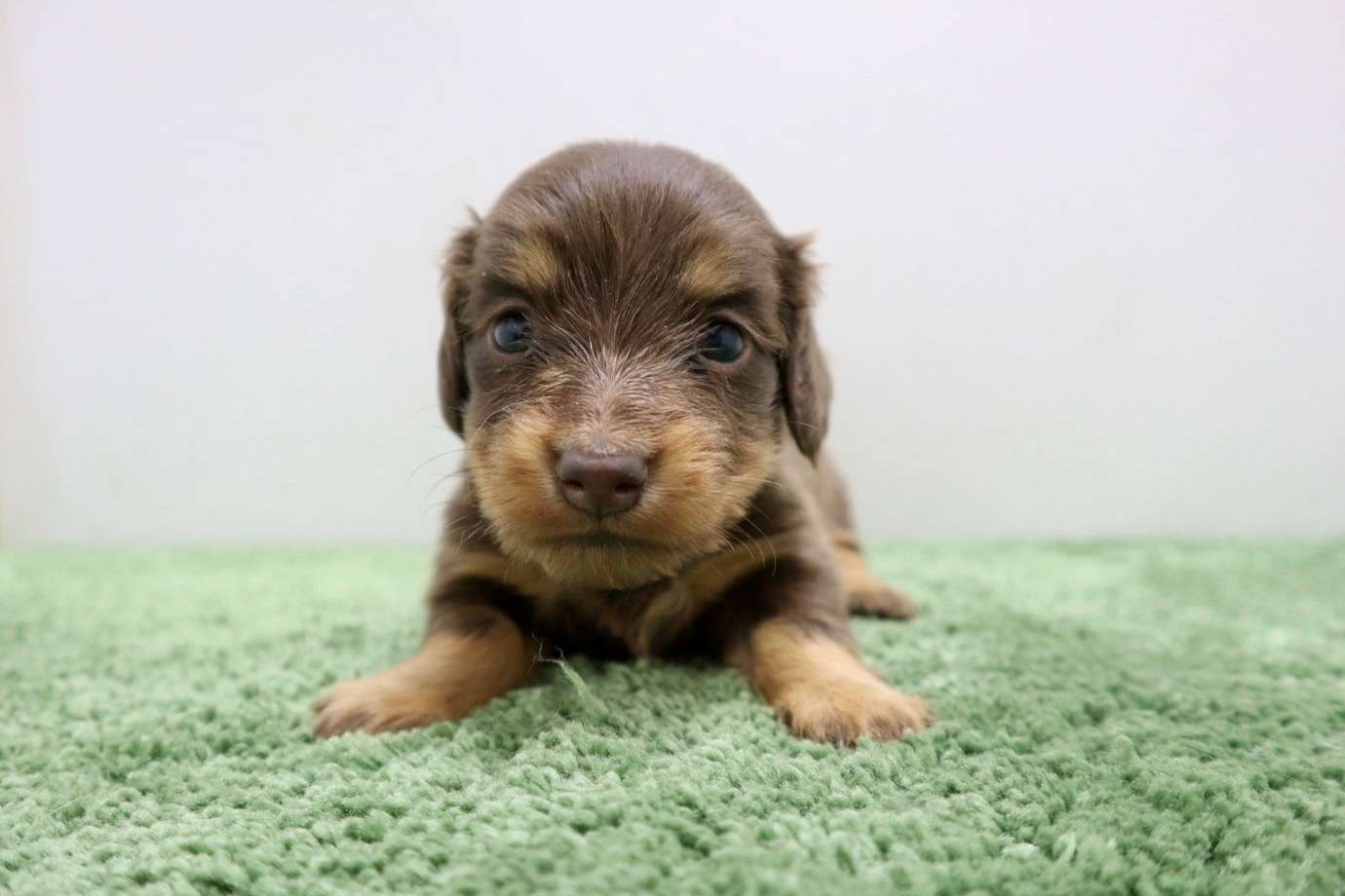 ♀ミニチュアダックスフンド 　¥253,000円（税込）