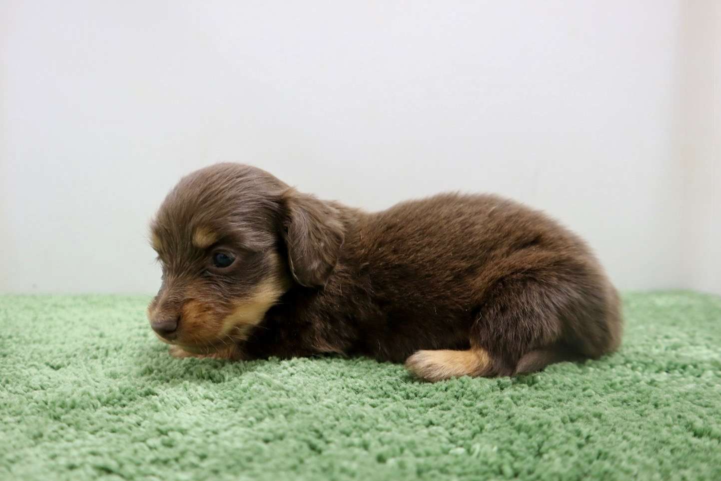 ♀ミニチュアダックスフンド 　¥253,000円（税込）