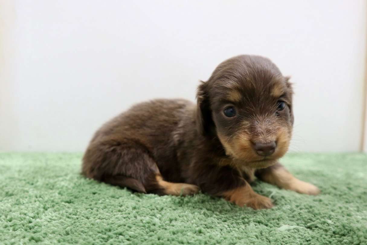 ♀ミニチュアダックスフンド 　¥253,000円（税込）