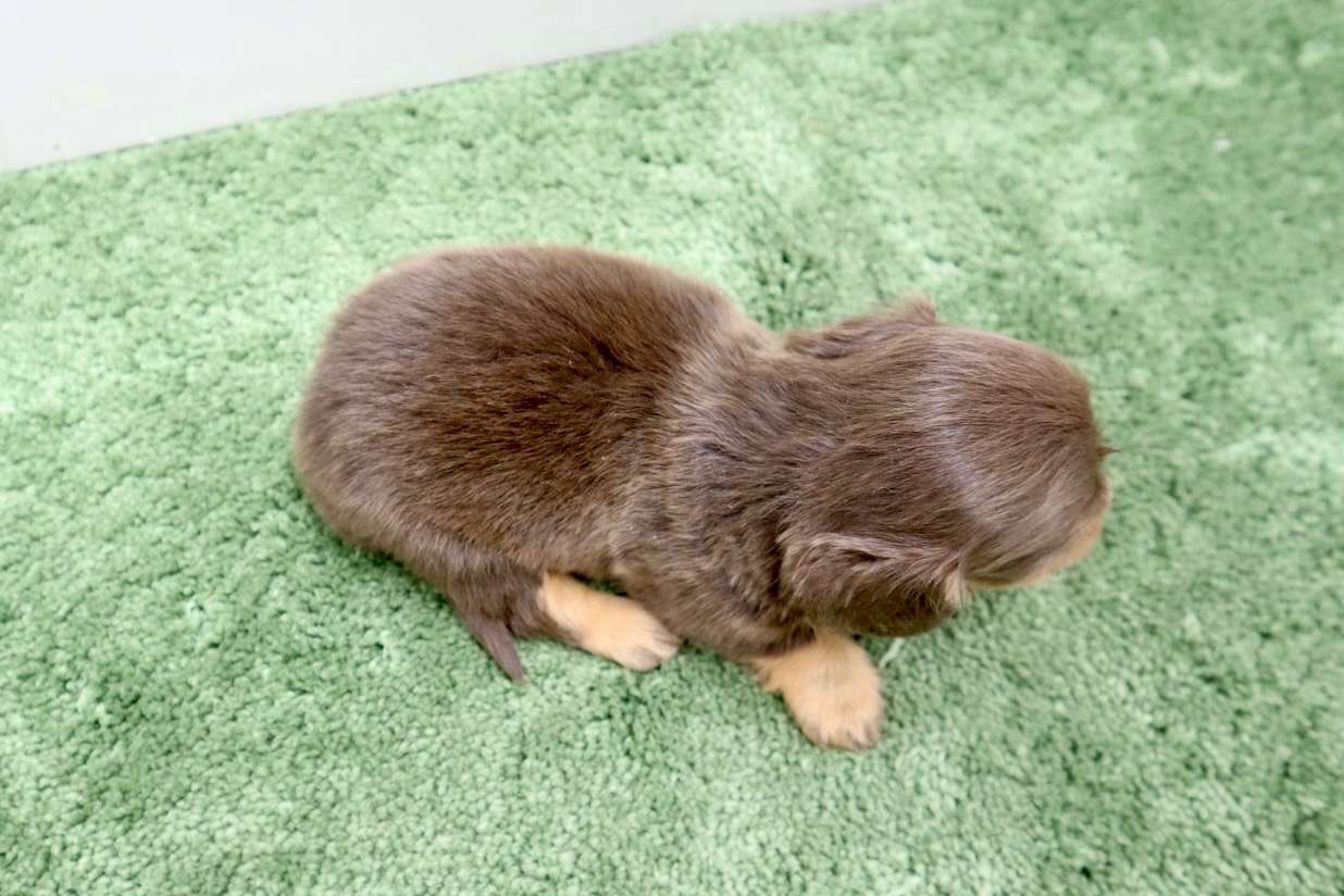 ♀ミニチュアダックスフンド 　¥253,000円（税込）