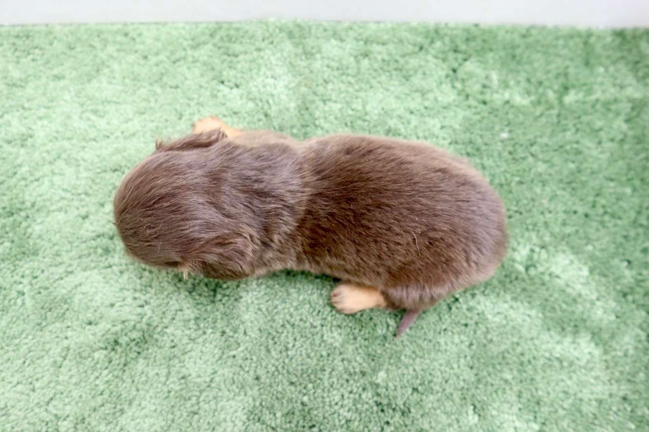 ♀ミニチュアダックスフンド 　¥253,000円（税込）