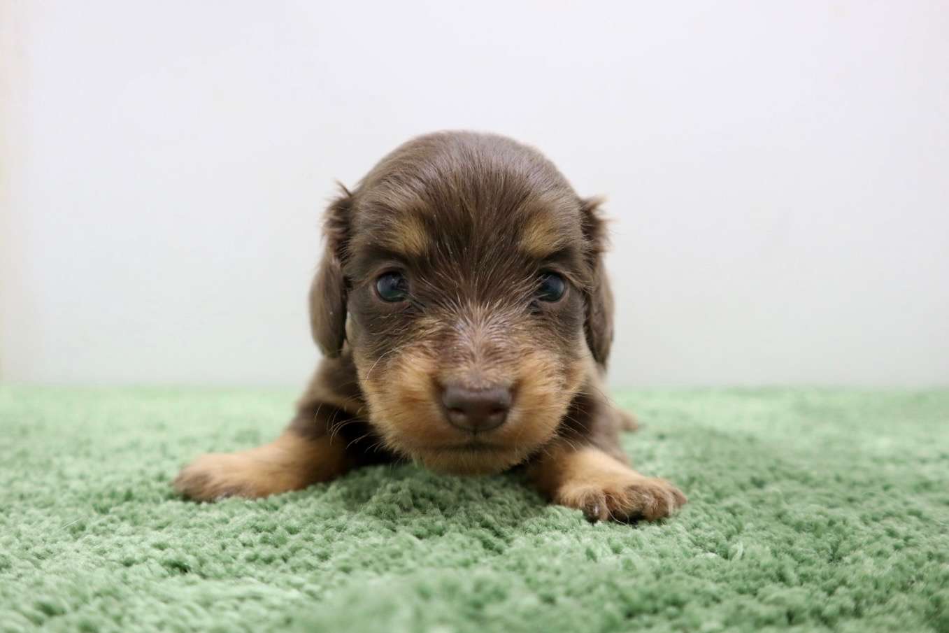 ♀ミニチュアダックスフンド 　¥253,000円（税込）