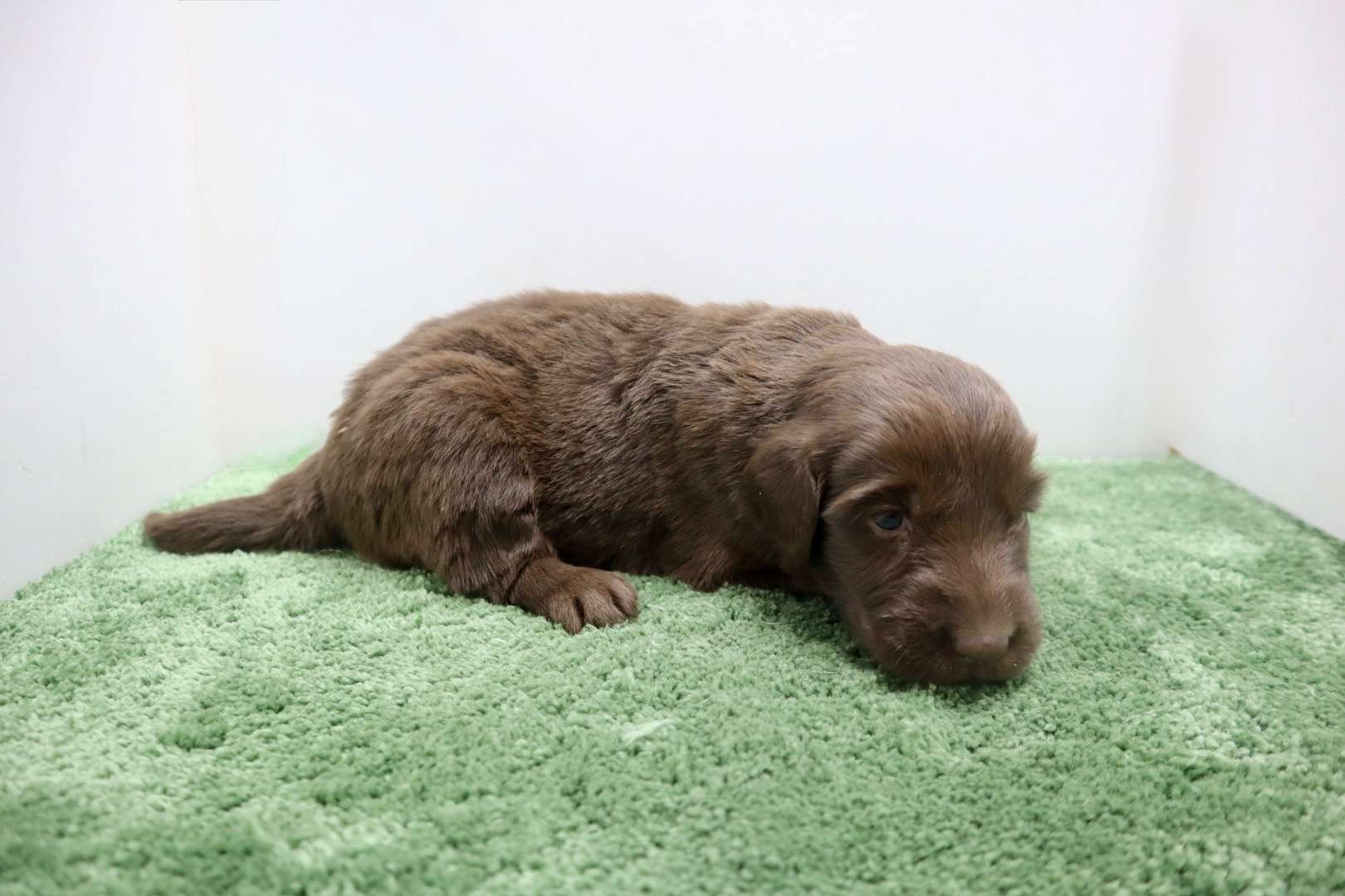 ご家族様が決まりました♪