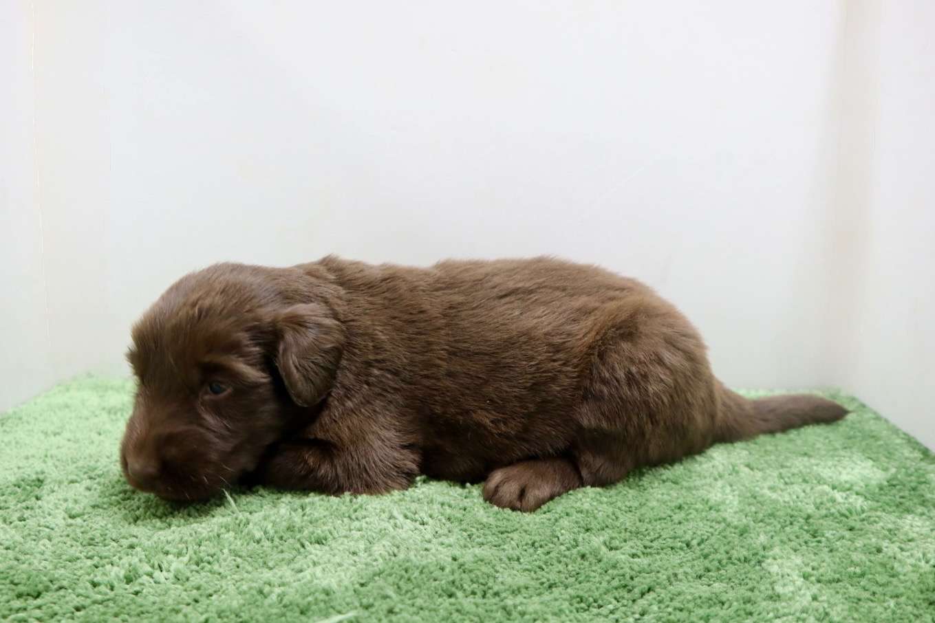 ご家族様が決まりました♪