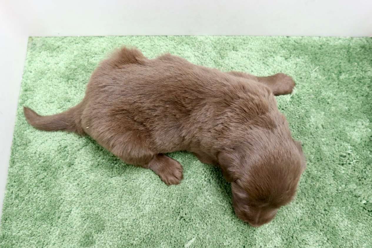 ご家族様が決まりました♪