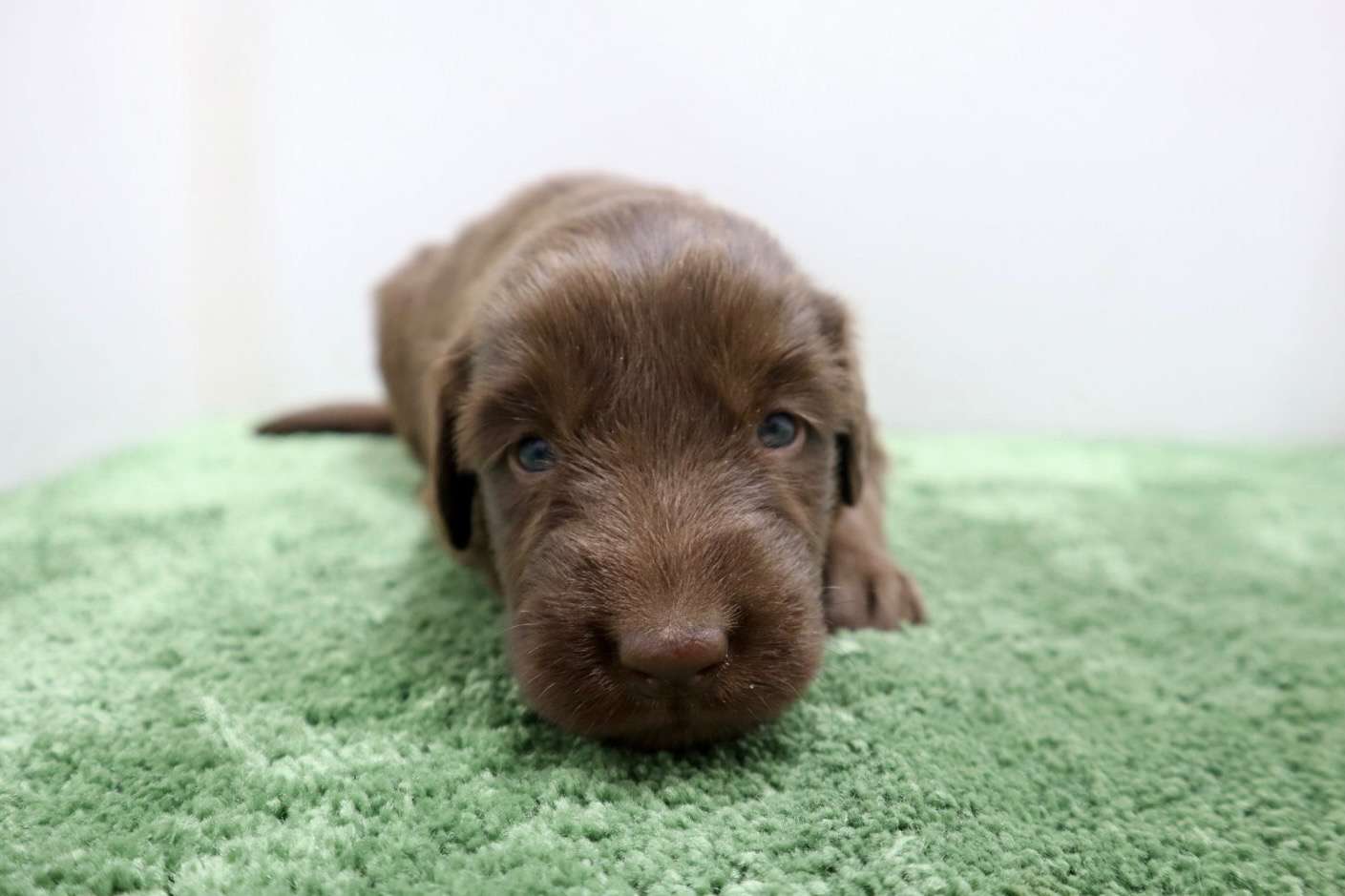 ご家族様が決まりました♪