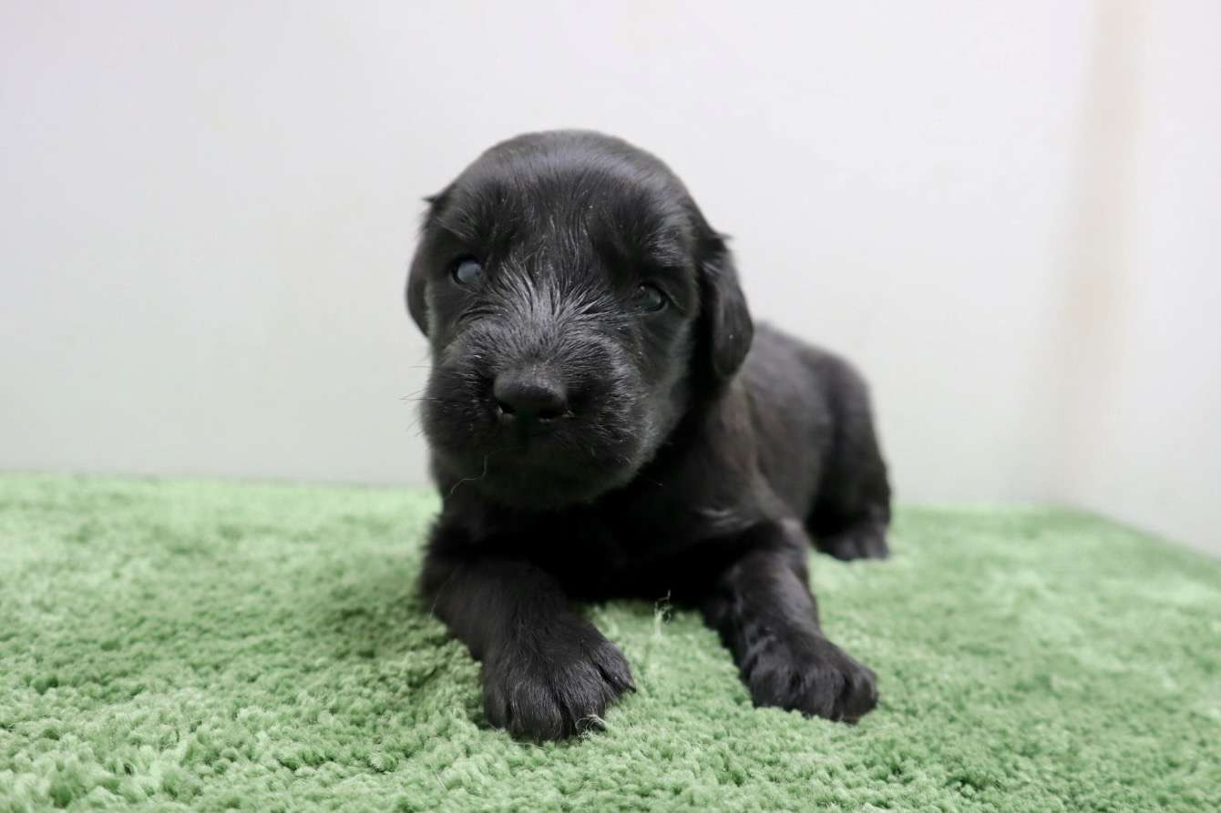 ♀フラットコーテッドレトリバー　¥319,000円（税込）