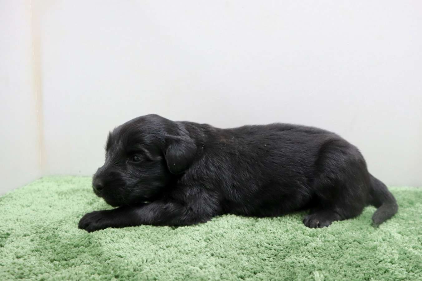 ♀フラットコーテッドレトリバー　¥319,000円（税込）