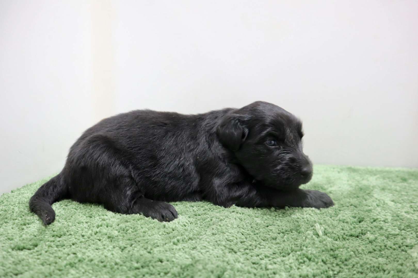 ♀フラットコーテッドレトリバー　¥319,000円（税込）