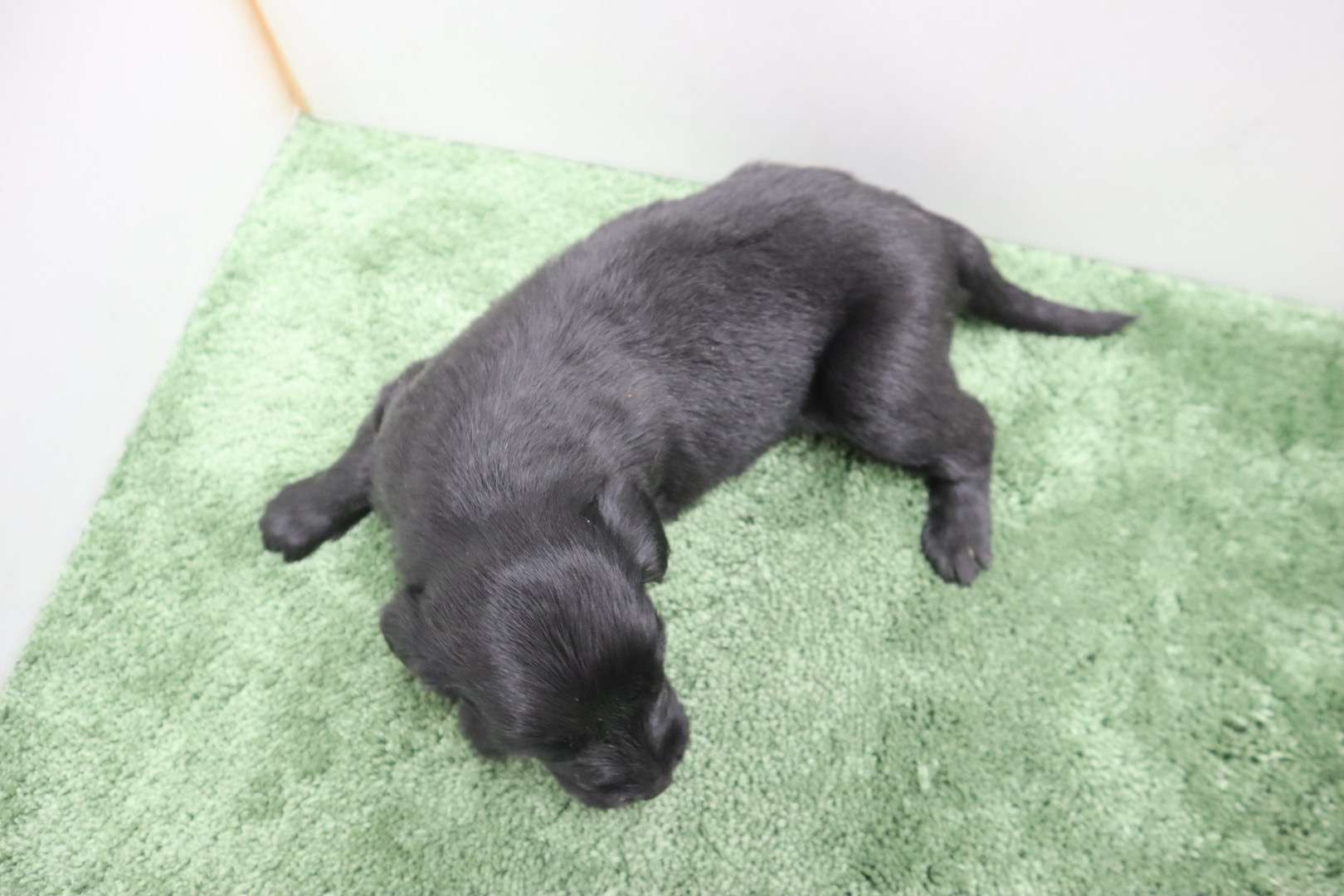 ♀フラットコーテッドレトリバー　¥319,000円（税込）