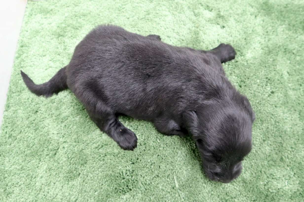 ♀フラットコーテッドレトリバー　¥319,000円（税込）