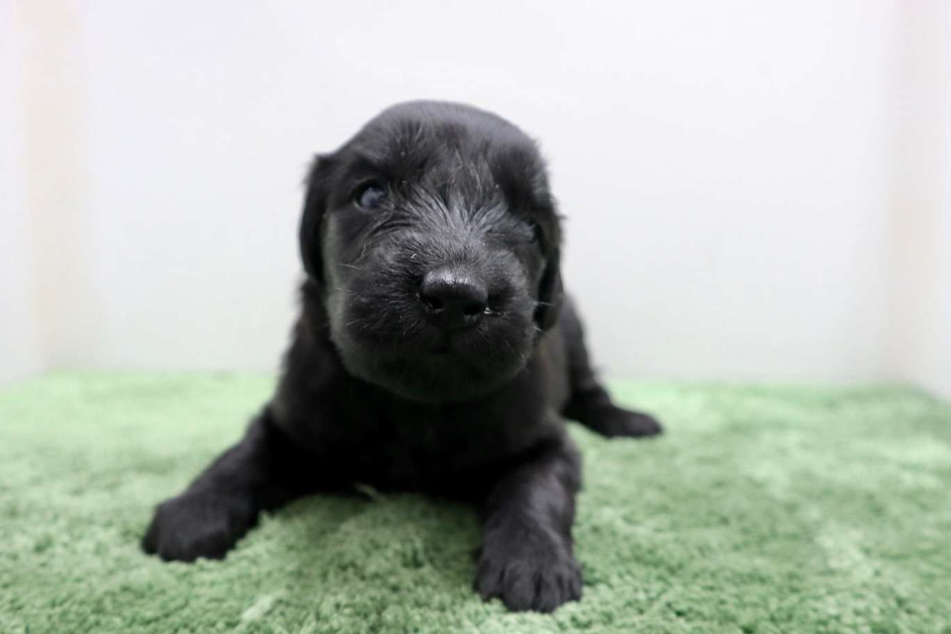 ♀フラットコーテッドレトリバー　¥319,000円（税込）