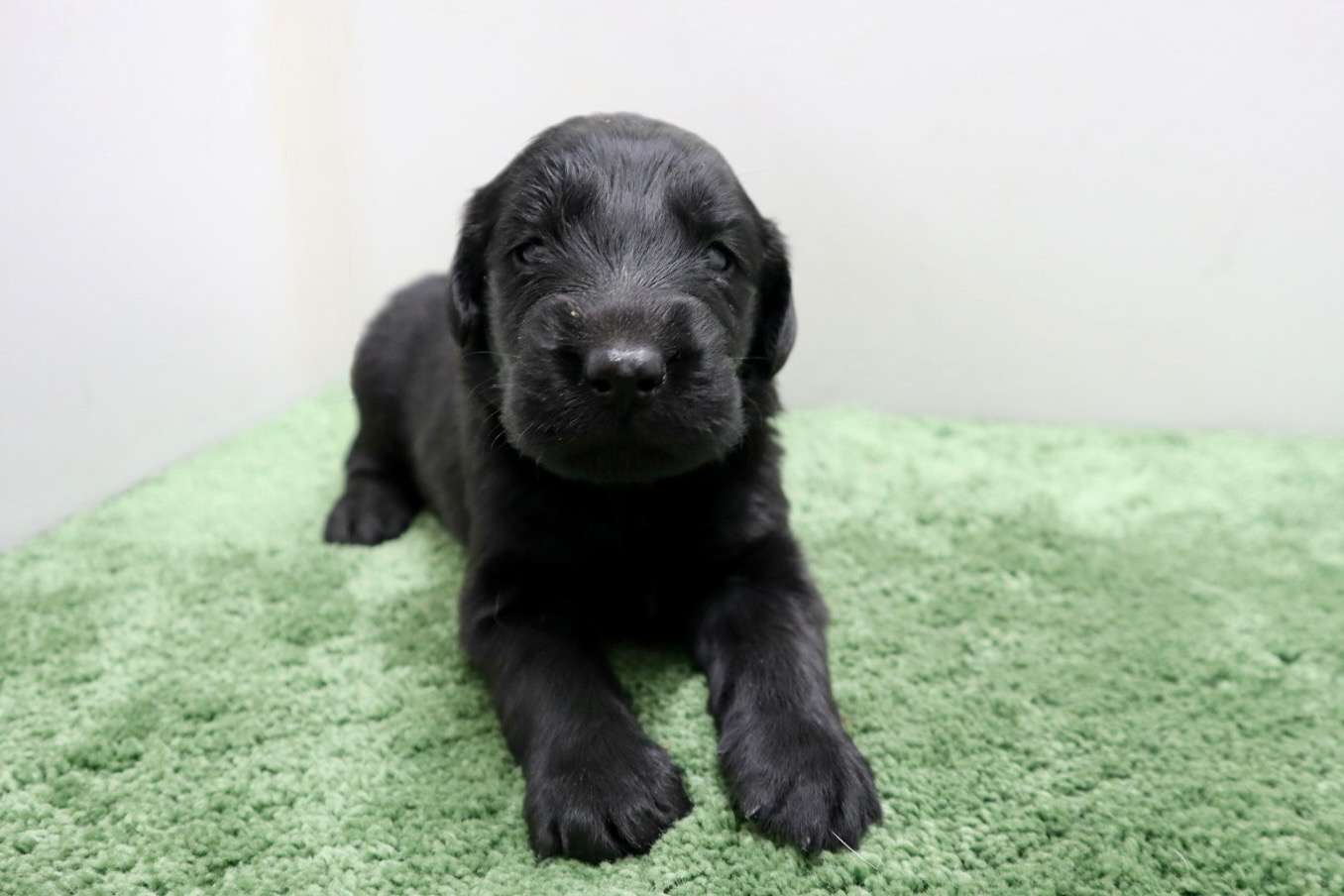 ♂フラットコーテッドレトリバー　¥297,000円（税込）