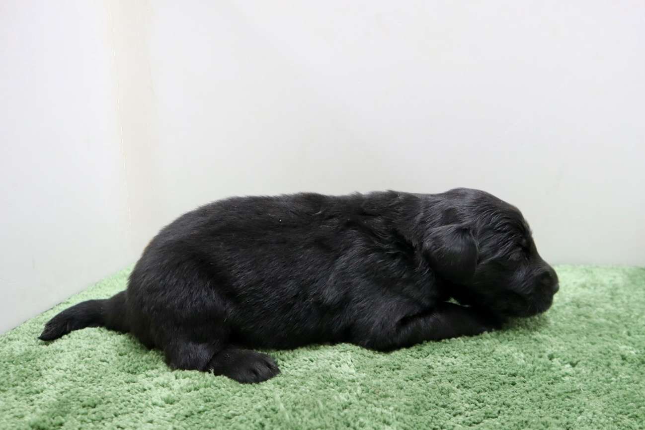 ♂フラットコーテッドレトリバー　¥297,000円（税込）