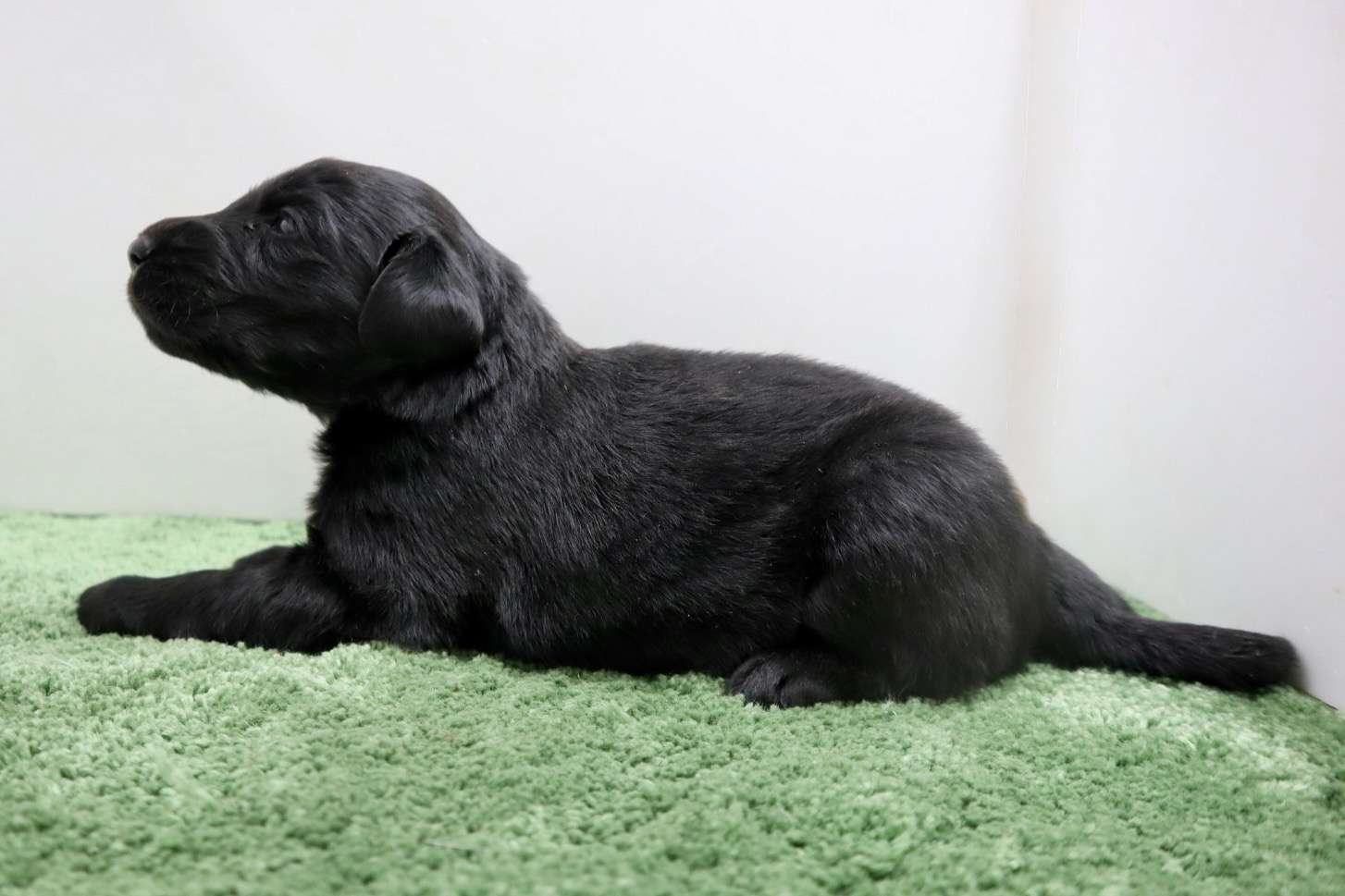 ♂フラットコーテッドレトリバー　¥297,000円（税込）