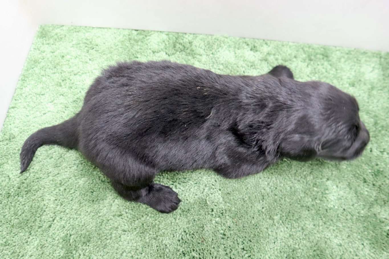 ♂フラットコーテッドレトリバー　¥297,000円（税込）