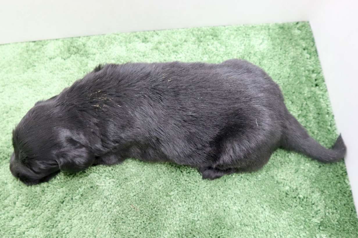 ♂フラットコーテッドレトリバー　¥297,000円（税込）