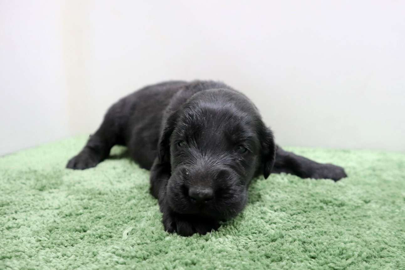 ♂フラットコーテッドレトリバー　¥297,000円（税込）