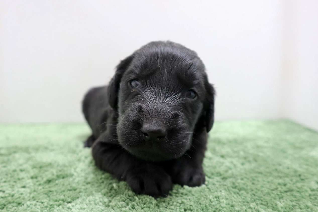 ♀フラットコーテッドレトリバー　¥319,000円（税込）