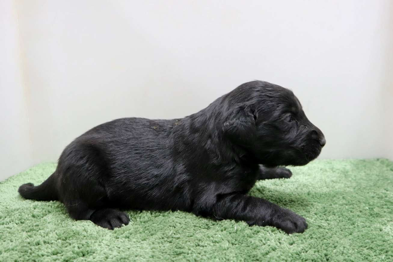 ♀フラットコーテッドレトリバー　¥319,000円（税込）