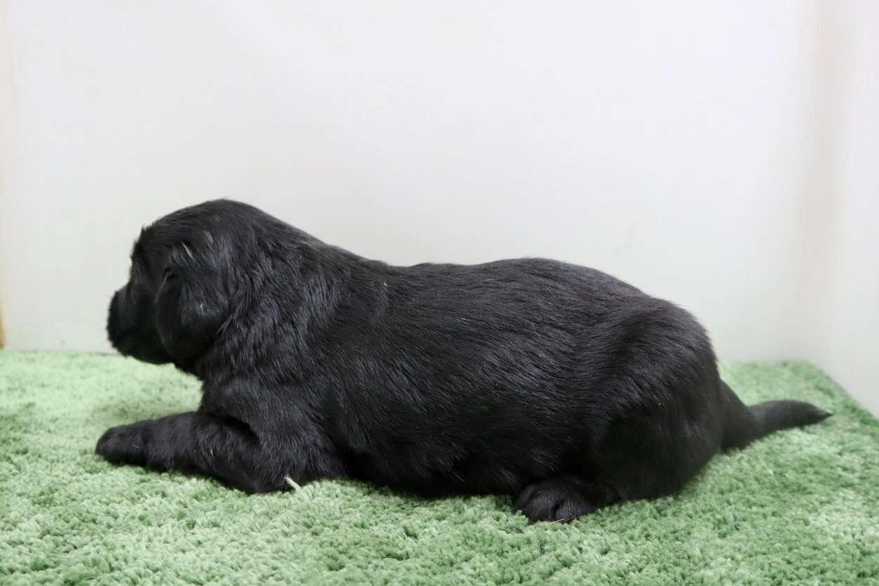 ♀フラットコーテッドレトリバー　¥319,000円（税込）