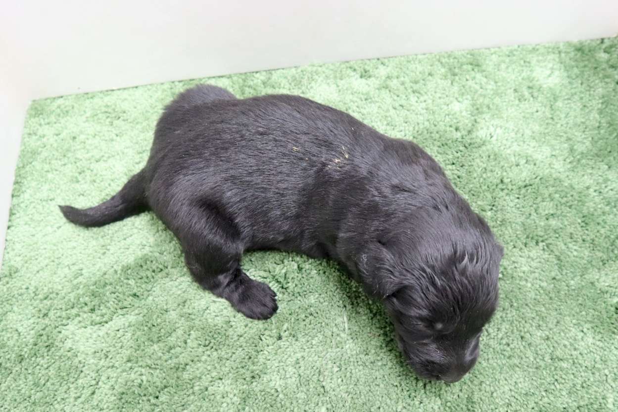 ♀フラットコーテッドレトリバー　¥319,000円（税込）