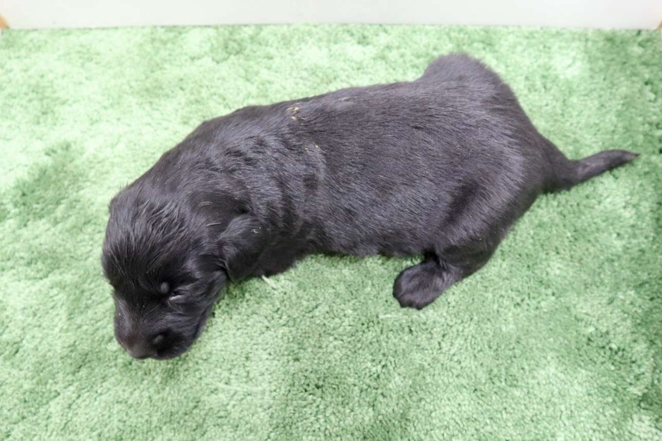 ♀フラットコーテッドレトリバー　¥319,000円（税込）