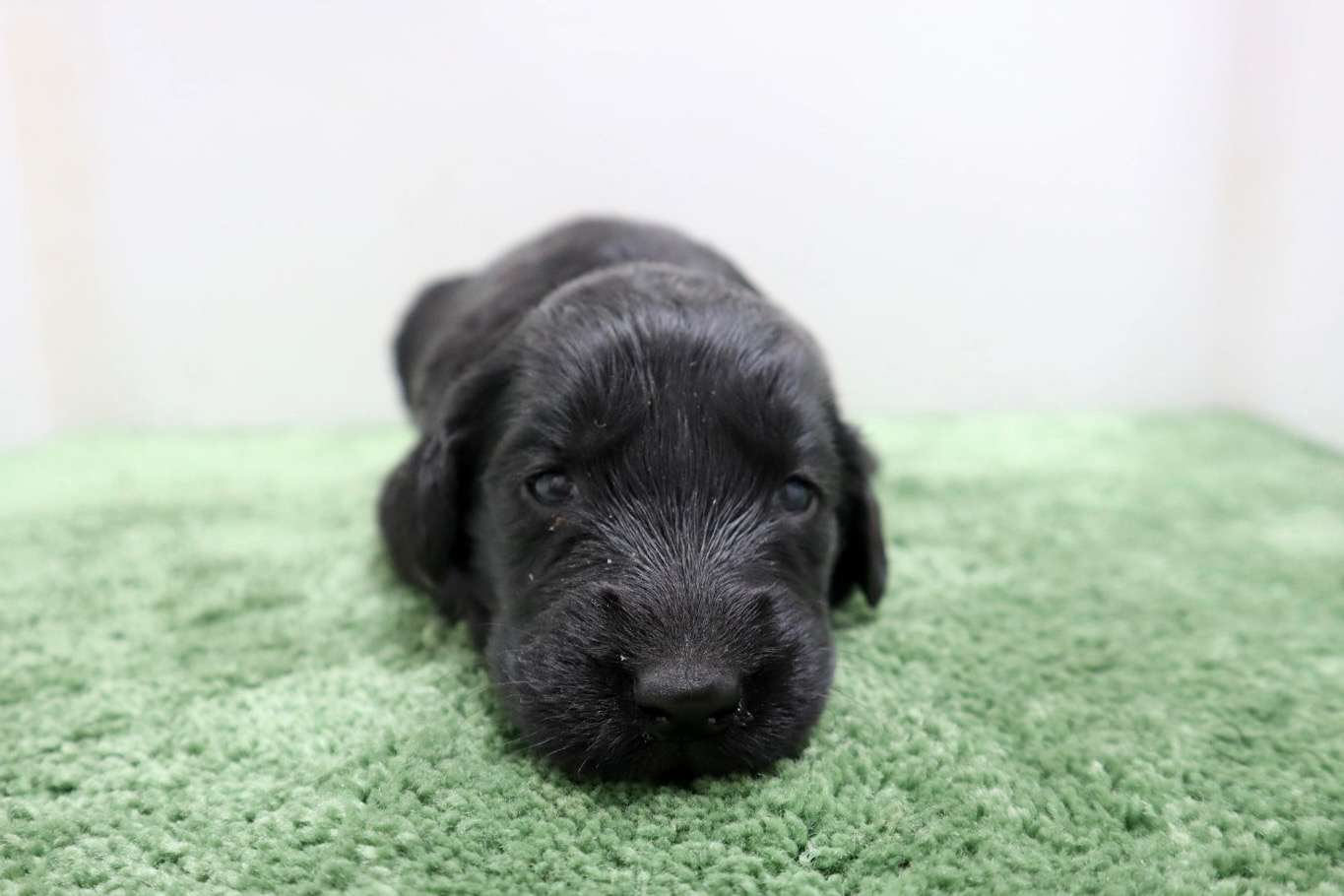 ♀フラットコーテッドレトリバー　¥319,000円（税込）