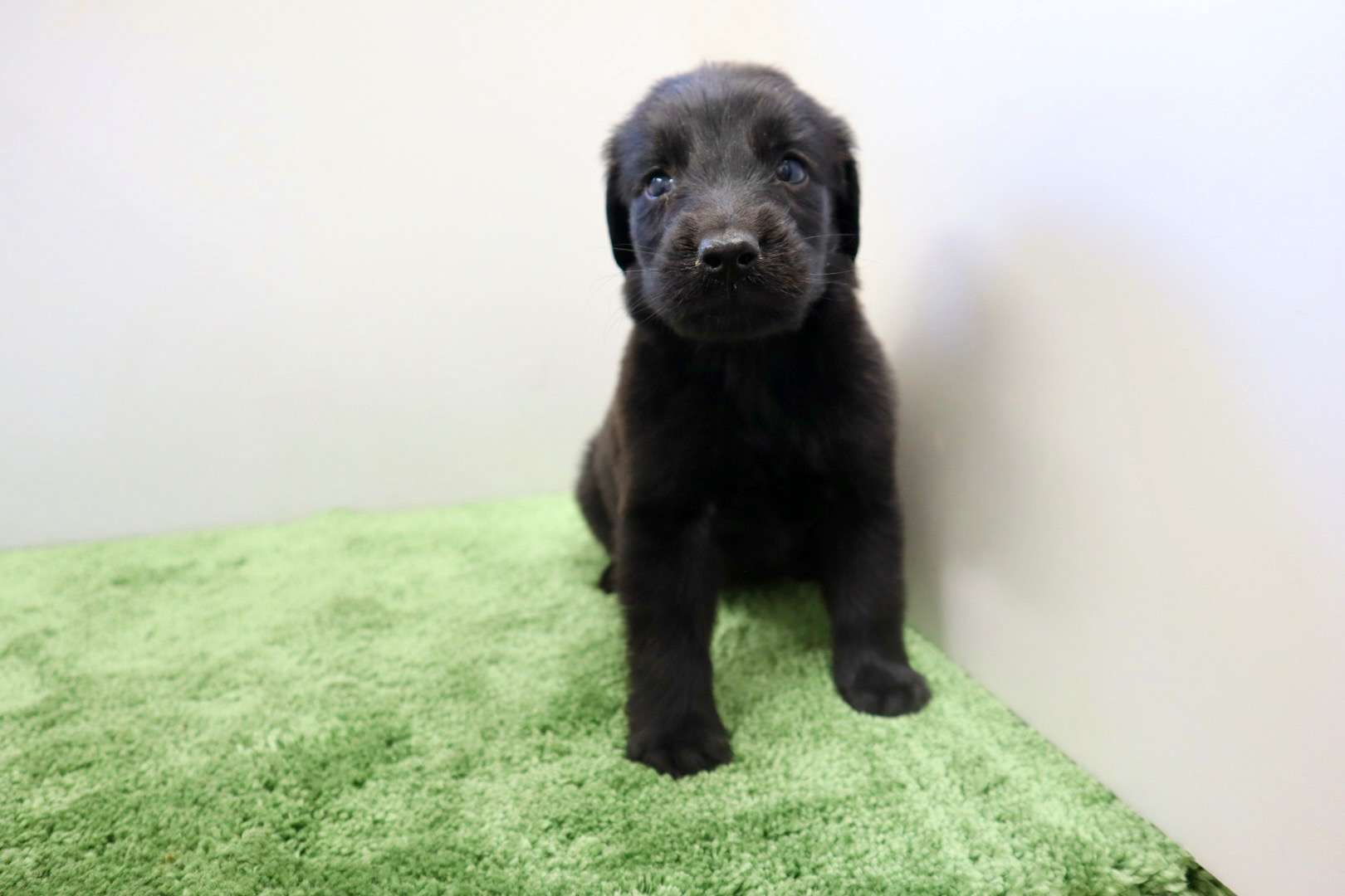 ご家族様が決まりました♪