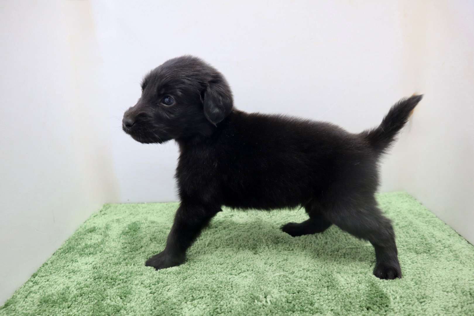 ご家族様が決まりました♪