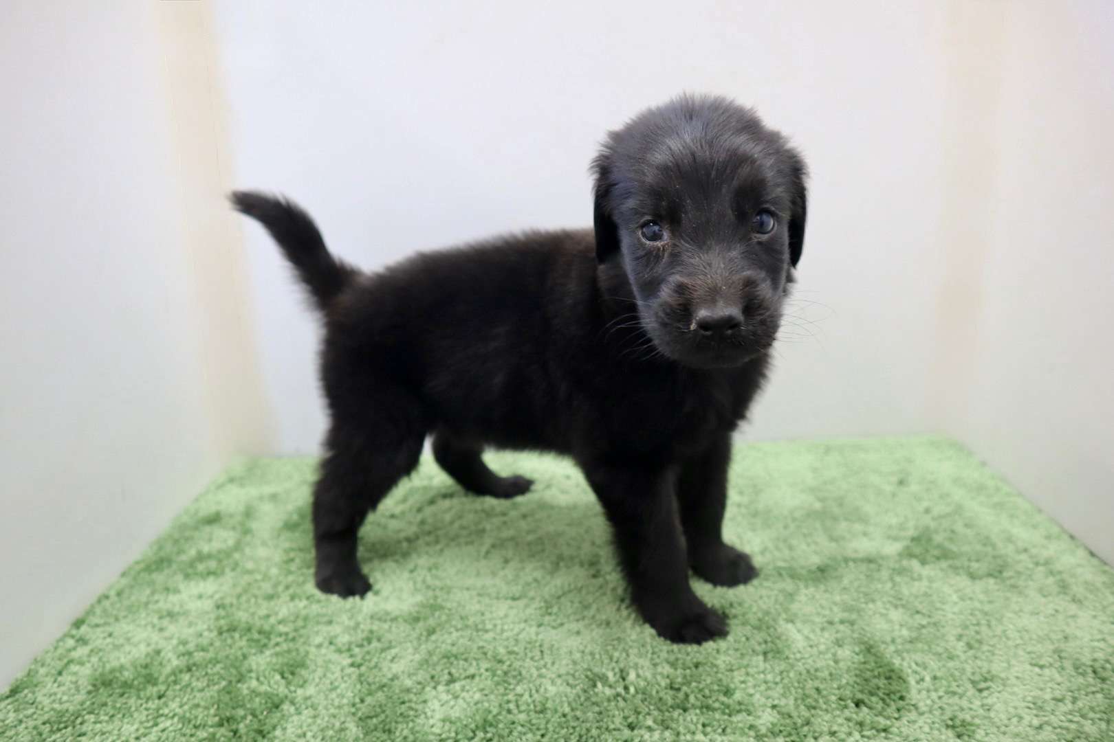 ご家族様が決まりました♪