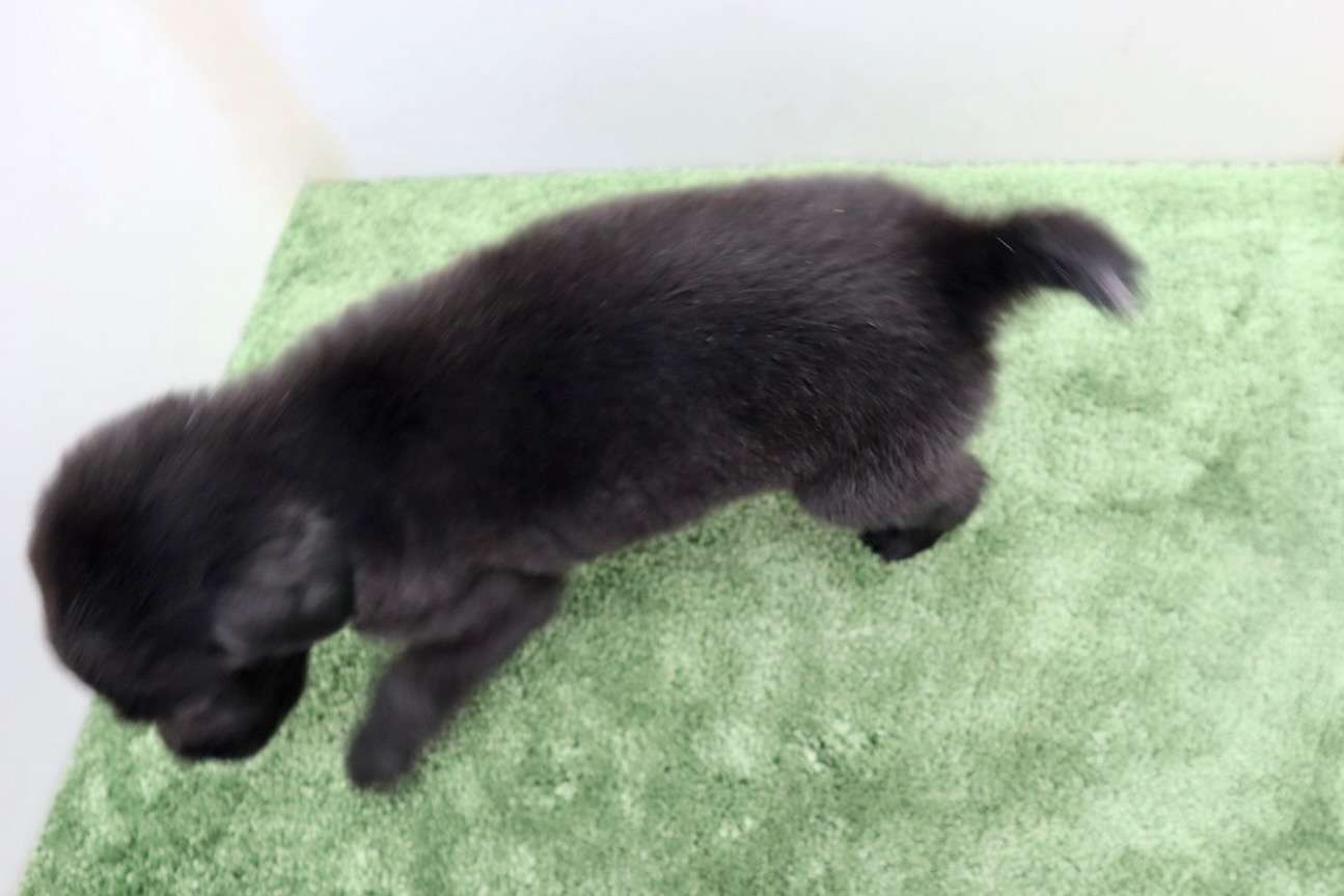 ご家族様が決まりました♪