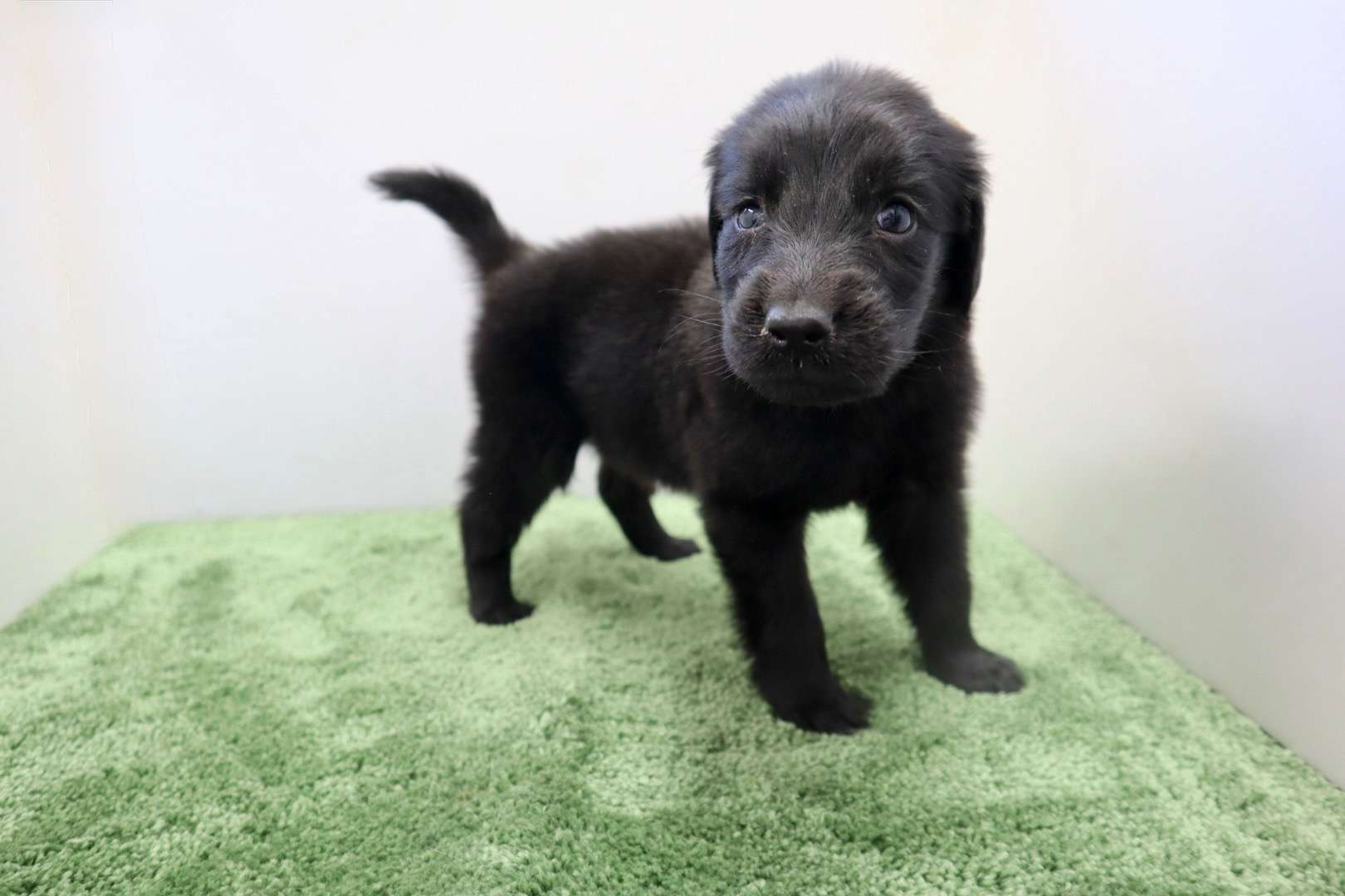 ご家族様が決まりました♪