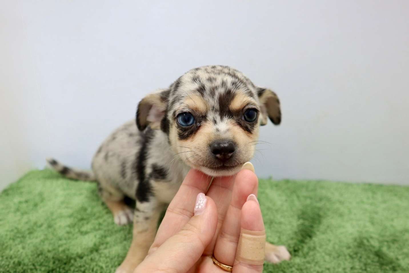 ♂スムースコートチワワ　¥176,000円（税込）