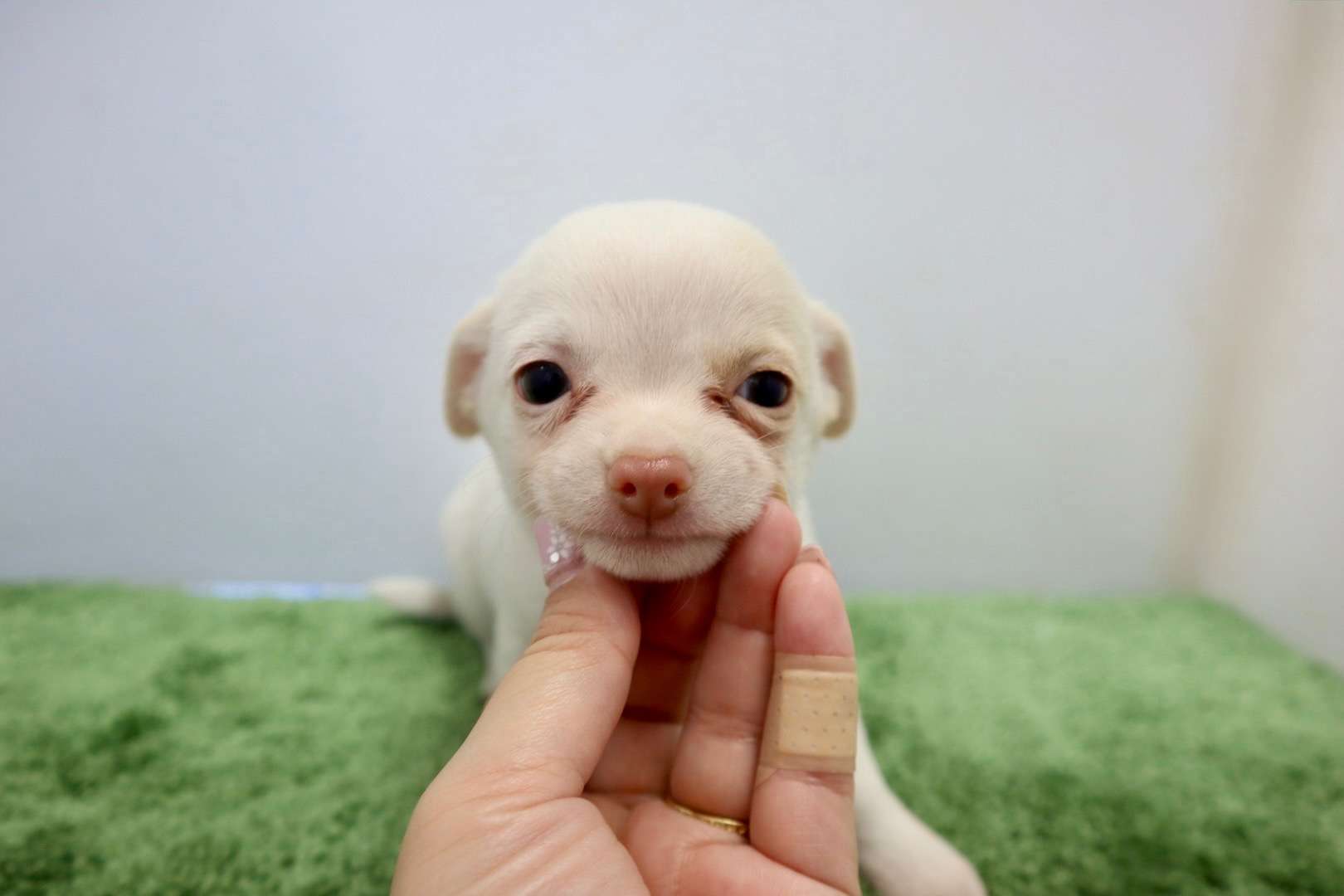 ♀スムースコートチワワ　¥176,000円（税込）