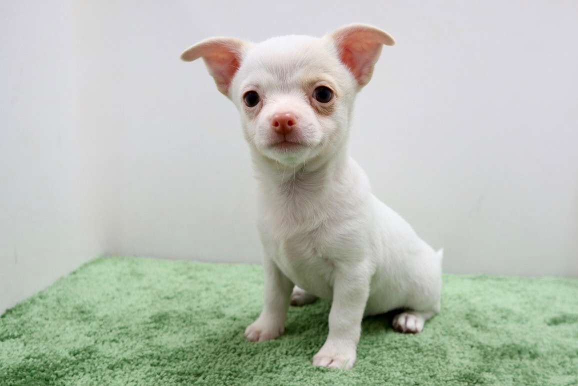 ♀スムースコートチワワ　¥176,000円（税込）