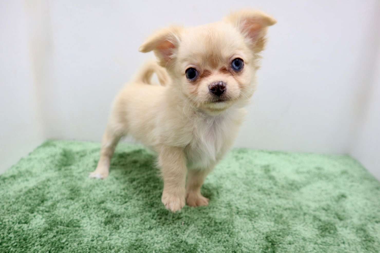 ♀ロングコートチワワ　¥198,000円（税込）